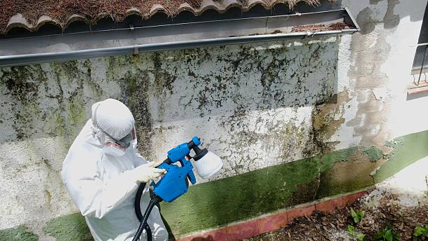 Top rated local Mold Testing specialists in Drayden, MD